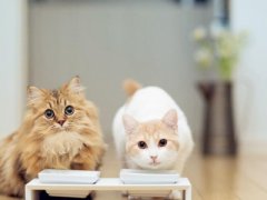 猫咪痴迷追尾巴？幸免猫咪攻击自己的尾巴？