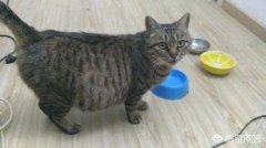 猫发情的表现有哪些？铲屎官样做出合理的判断和预防工作？