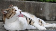 猫咪拉屎很臭应该解决？学会这6个科学做法
