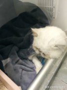 猫的眼屎是样产生的？样清理？不要慌，眼睛清理方法