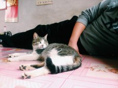 猫要少吃金枪鱼