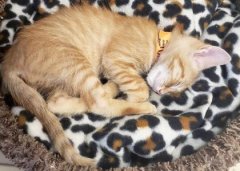 猫拉完便便不能舔到自己屁眼清理办？帮助清洁猫的屁眼？