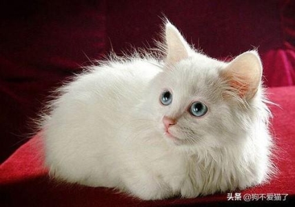 猫拉完便便不能舔到自己屁眼清理怎么办？如何帮助清洁猫的屁眼？