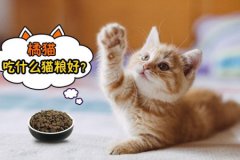 猫咪不爱走寻常路？猫咪酷爱乱跑乱窜皆受三点影响