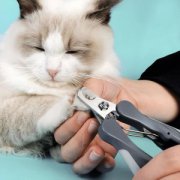 猫咪总爱陪着主人上厕所？猫咪总是跟着主人上厕所的真相