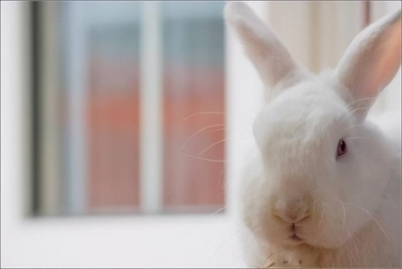 加菲猫吃什么能长胖