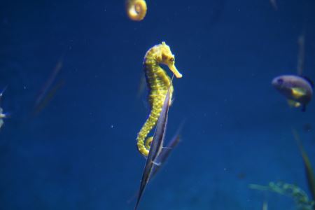 露脊鲸都去哪儿了？研究人员绘制密度图进行预测