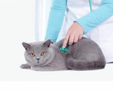 正确给猫咪清洁耳朵？4个步骤轻松搞定，养猫必收藏