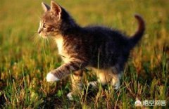 样预防猫往外跑？采取这6种方式预防猫往外跑