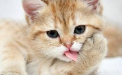 你知道吗？买猫也有潜规则看这边教你选猫新手不易被骗