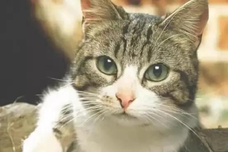 猫咪不吃饭没精神尿黄