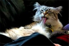 科学地抱猫咪？兽医教你科学抱起猫咪的正确方法
