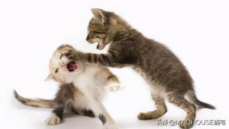 怎么给猫喂食更加处于良好的状态