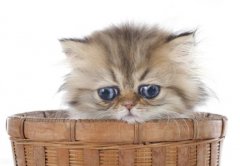 人得了猫癣是什么症状？人假如得了猫癣治？