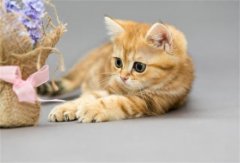 除了吃猫粮，下面这6种食物，猫咪会越吃越处于良好的状态