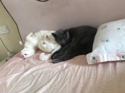 一个月的小猫咪吃啥