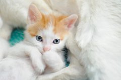 猫咪3个月喂食