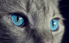 哪些情况下需要给猫咪剃毛？猫咪需要剃脚毛吗？猫奴在家操作
