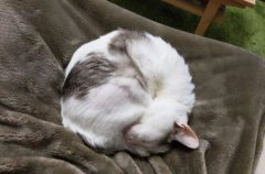 一个月小奶猫一天喂几次