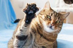 猫咪洗完澡后，6个毛发快速变干燥的小窍门？玩具的妈妈
