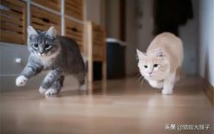 盘点猫咪能吃的5种水果？猫可以吃的水果和蔬菜