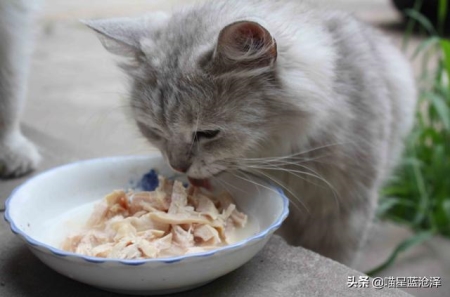 新生小猫便秘真相有哪些?新生小猫大便模样