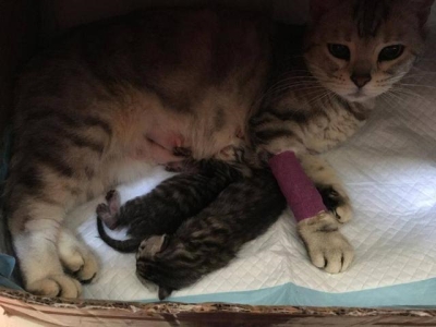 新生小猫便秘真相有哪些?新生小猫大便模样