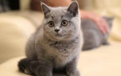 猫咪过度舔毛的3个迹象，和2个有效的解决方案？猫咪过度舔毛的3个迹象,和2个有效