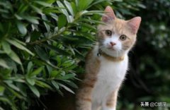 猫把人的头发吃肚子里办？