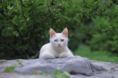 巴掌大的猫咪适合吃什么