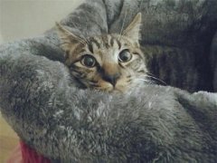 猫吃的巧克力膏起什么作用