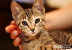一个月的小猫喂食