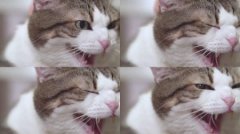 猫咪肛门腺？用不用挤掉？肛门腺问题的应对方法