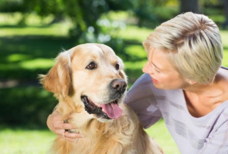 泰迪犬最紧张的4件东西，一般人不能随便碰 泰迪犬最怕的惩处方式