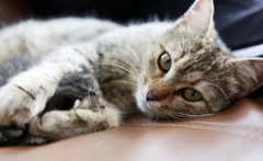 你见过猫咪吐出来的毛球吗？猫咪吐出来的毛球很像便便