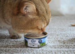 样训加菲猫