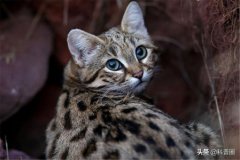 小猫翻肠是咋回事，做才是对的？小猫翻肠子治