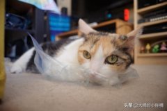 辨别蓝猫是不是纯的