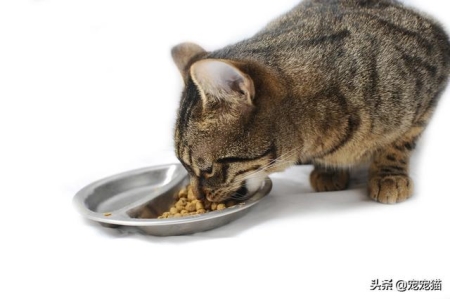 猫猫皮肤病中常见的螨虫盘点 猫皮肤病螨虫和真菌的分别