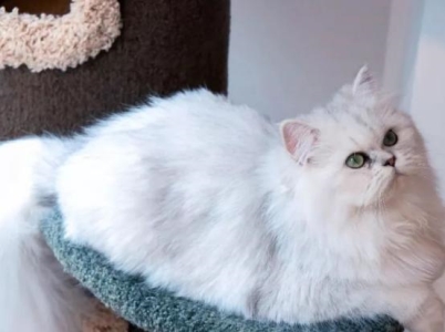 猫猫皮肤病中常见的螨虫盘点 猫皮肤病螨虫和真菌的分别