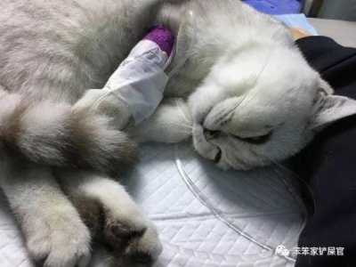 猫猫皮肤病中常见的螨虫盘点 猫皮肤病螨虫和真菌的分别