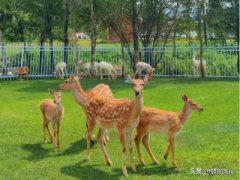 密歇根州南部被杀的巨型郊狼原本是灰狼 尽管该物种100年前就从该地区消失了