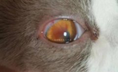 猫咪只喝水不吃东西的？猫猫只喝水不吃猫粮