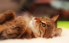 四年级猫课后小练笔