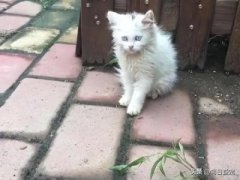 猫咪最爱的自制猫玩具，零成本超耐玩 如何自己制作猫玩具