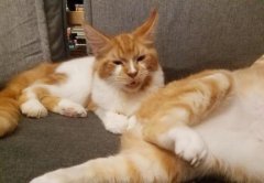 猫咪皮肤篇：猫自己舔会扩散猫癣么？猫长癣后舔了会有事吗？猫舔自己猫藓会传染到其他
