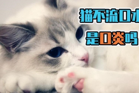 猫咪嘴巴长猫癣怎么办？三步骤：先隔离消毒、再清洁皮肤，然后补充营养