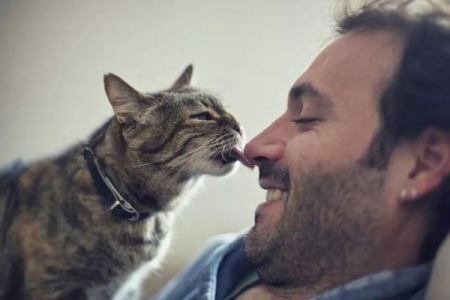 如何喂养刚断奶的小奶猫？喂养小奶猫的注意事项