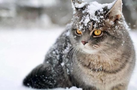 如何喂养刚断奶的小奶猫？喂养小奶猫的注意事项