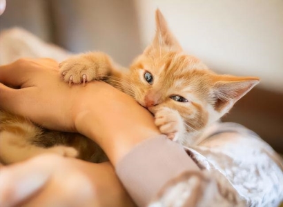 如何喂养刚断奶的小奶猫？喂养小奶猫的注意事项